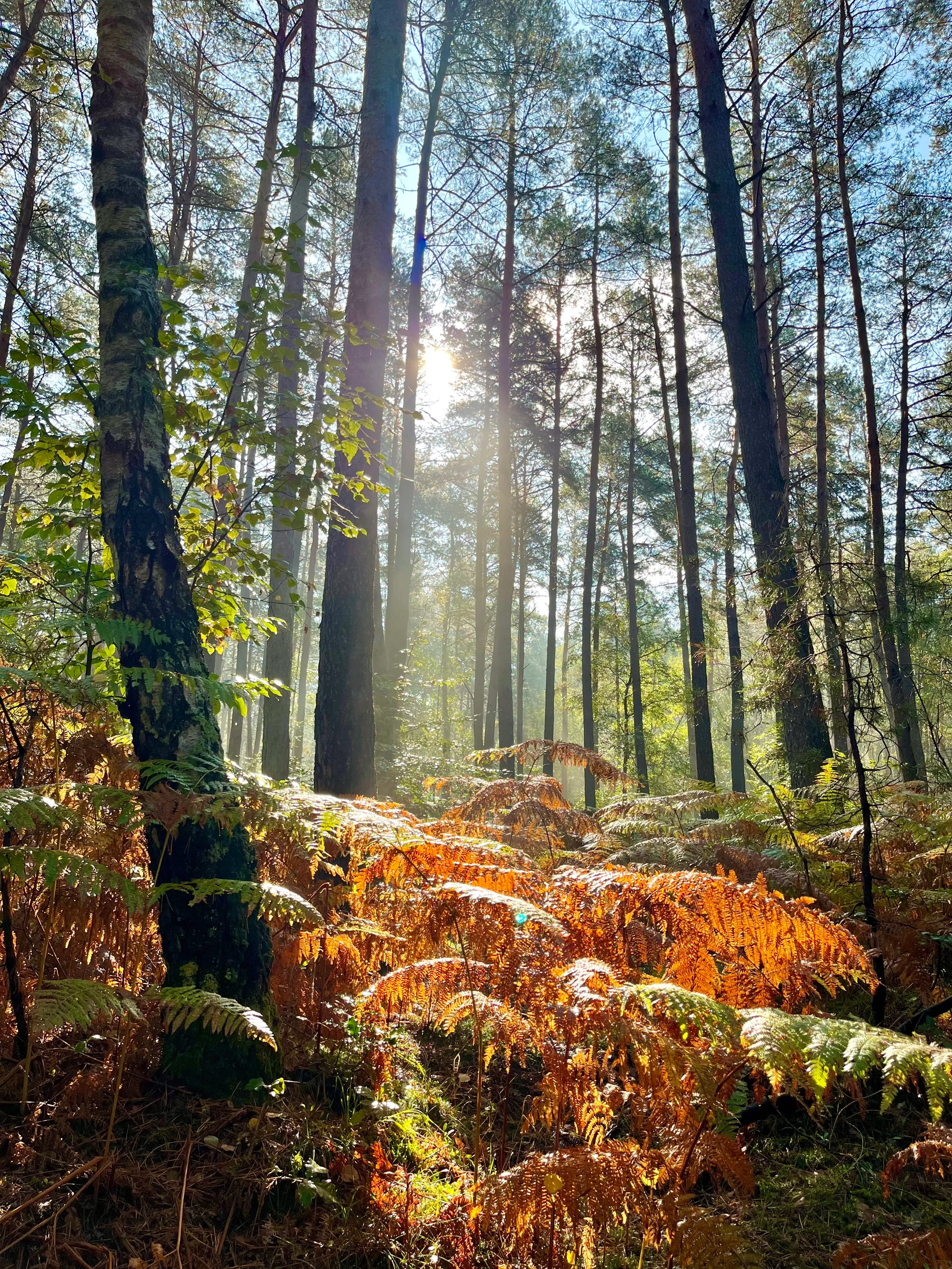Magic forest of Fontainebleau