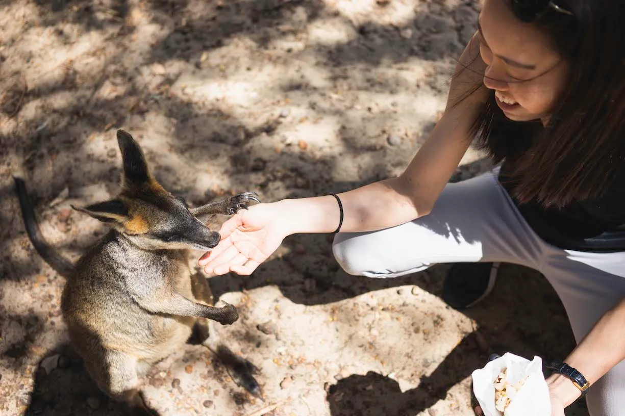 Feeding baby kangaroos at Cohunu Koala Park